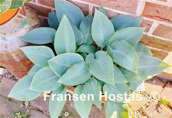 Hosta Halcyon